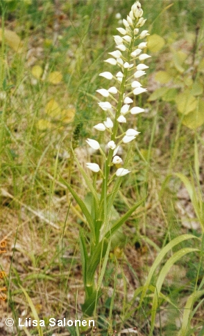 Plant from roadside in land. Listera ovata can be seen behind the Cephalanthera.