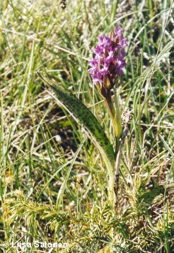 Tm kasvi kukki lannissa, Mckelmossenilla kesll 2001.
