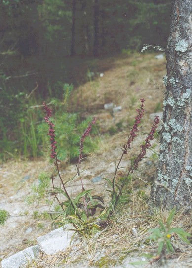 Plant on road-side in Tvrminne in city of Hanko.