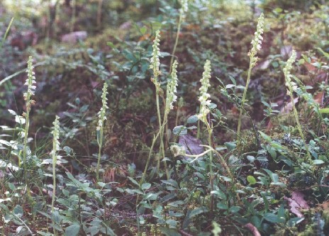 Goodyera in July 2000. It was wonderful year for this species, and this pic does not show any big specimen. Nurmijrvi.