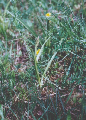 Plant with buds in land, Sweden