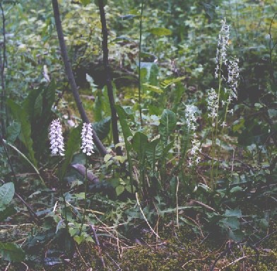 Orchids in Lappeenranta city, Dactylorhiza maculata and Platanthera bifolia