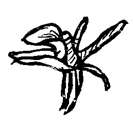 Draving from a single flower.
