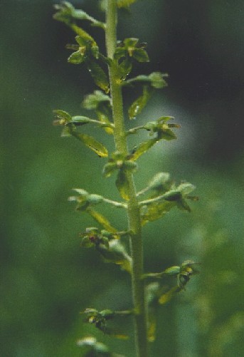 This is close-up from plants abowe.