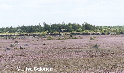 Alvari on kaunis ilma kmmekitkin. Tm on kuvattu Knisan lhelt ja punaiset kukat ovat ruoholaukkoja.