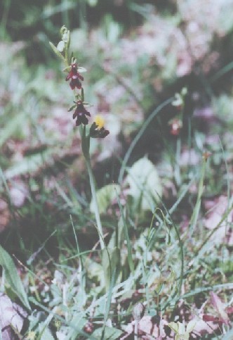 This Ophrys has been photographed in land, Sweden.