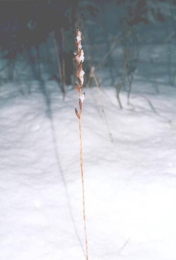 Platanthera in winter. Nurmijrvi.