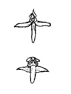 P. bifolia is upper, P. chlorantha is the one below. The position of pollinia is different.