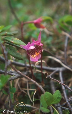 Calypso bulbosa var. americana. Kuvattu Newfoundlandissa. Euroopan neidonkengt (C. b. var. bulbosa) ovat vaaleampikukkaisia.