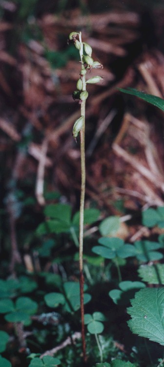 Seeds forming to plant photographed in Espoo.