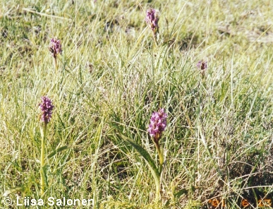 In land, these plants grew in small area among hundreds of D. incarnatas.