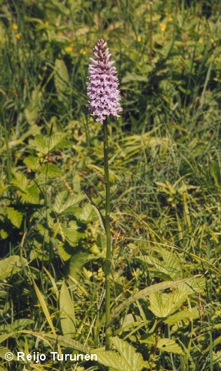 This exceptionally beautyful specimen has been photographed in Sweden (land, Halltorps Hage).