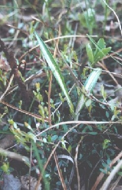 Variegated plant in Vantaa city.