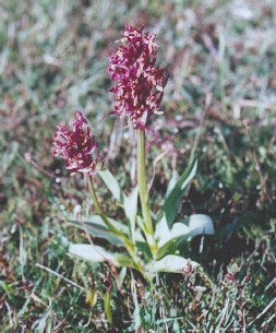 Withering specimen in lands Stora Alvaret in Sweden in early June.