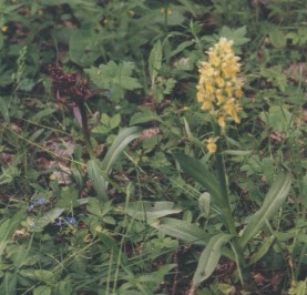 I dont have better photo than this of yellow D. sambucina. Photographed in Nt in Ahvenanmaa.