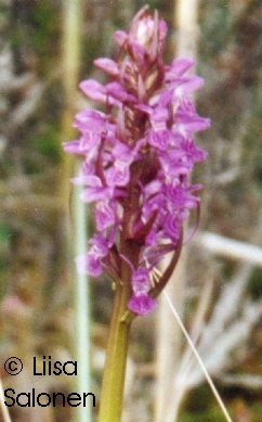 Clopse-up to flowers of the first plant.