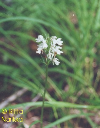 D. maculata or D. fuchsii? This white-flowered and green-lefed plant has been photographed in Lappeenranta city.