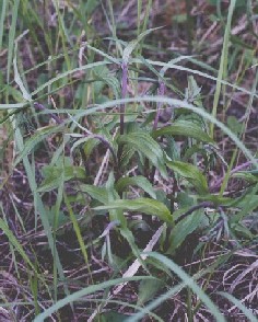 Plant with buds. Lappeenranta city.