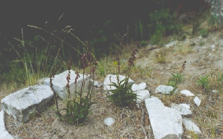 Plants forming seeds in Tvrminne.