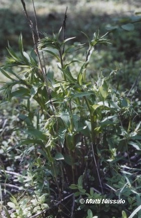 Young shoots. Lappeenranta city.