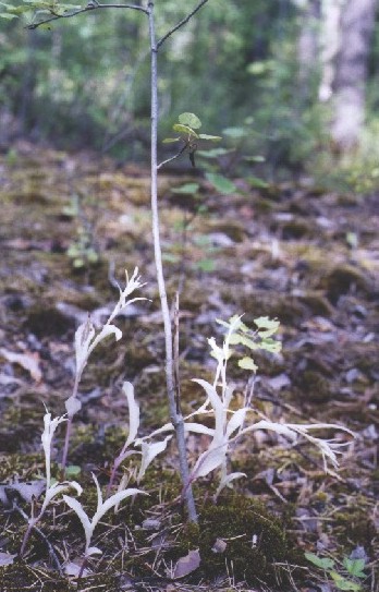 White form of E. helleborine. This form grows only in Lappeenranta city.