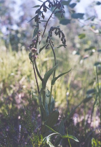 Plant starting to flower in Sipoo.