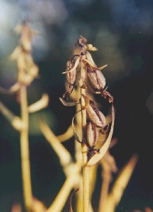 Seeds coming to specimen in garden-culture.