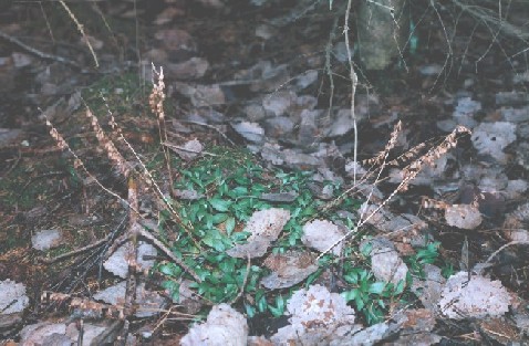 Goodyera in spring, with many old inflorescenses. Nurmijärvi.