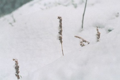Yövilkka in Winter. Nurmijärvi.