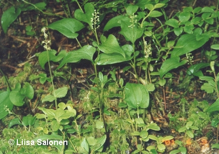 It is hard to find small Listeras among other flowering plants.