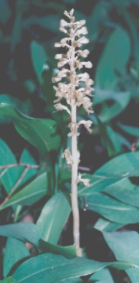 Pale specimen from Lohja city.