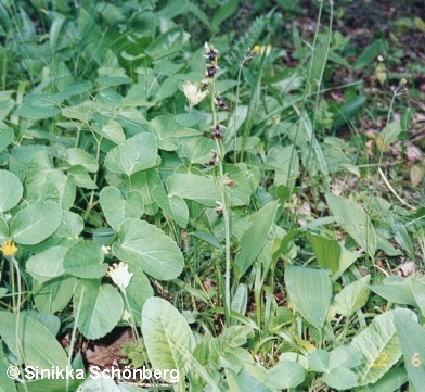 This species is guite hard to see, althought the black flowers pay some attention. Sweden (land, Halltorps Hage)