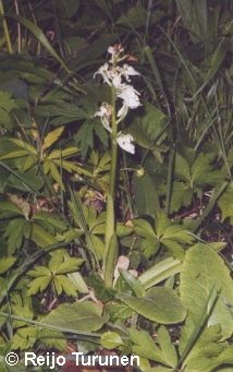 Rare white form. All exept for the first photo have been photographed in Sweden (Öland, Halltorps Hage).
