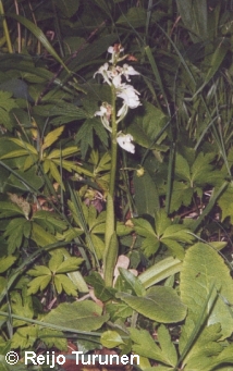 Rare white form. All exept for the first photo have been photographed in Sweden (land, Halltorps Hage).