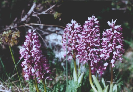 Fat Orchises in Knisa Mosse, land, Sweden.