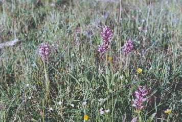 Group of plants in Stora Alvaret, land, Sweden.