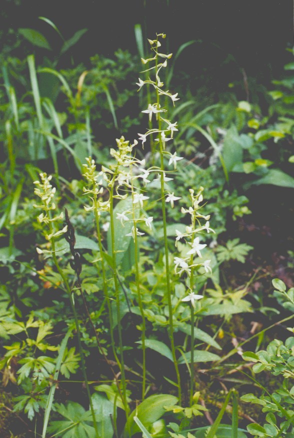 Plants from Espoo city.